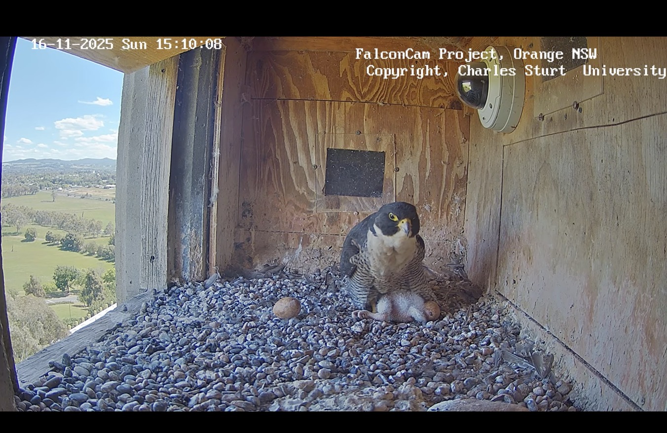 peregrine falcon chick hides under its mum
