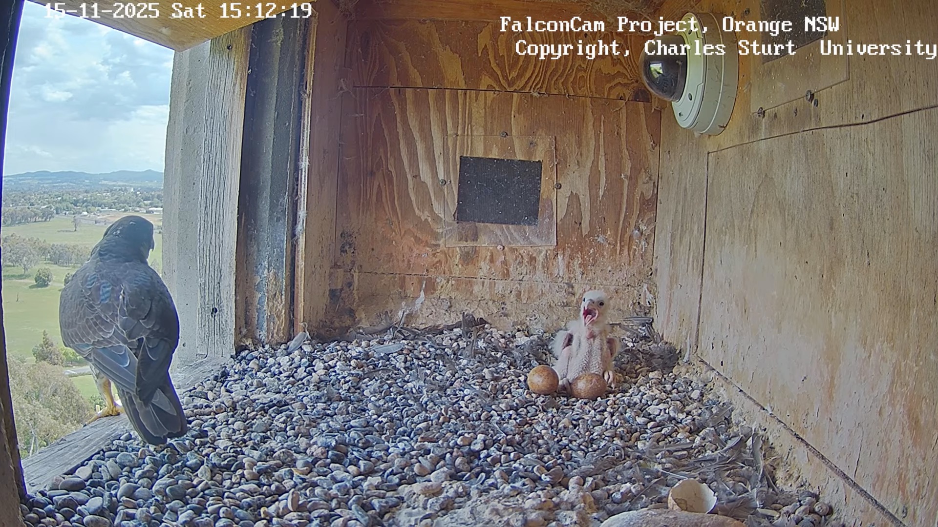 peregrine falcon chick with its mouth open