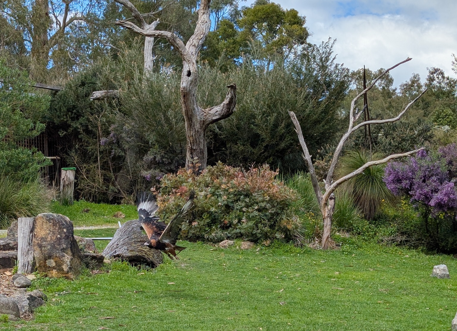 Bernice the Black-breasted Buzzard