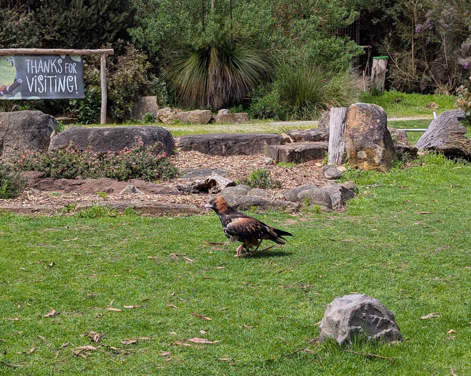 Bernice the Black-breasted Buzzard
