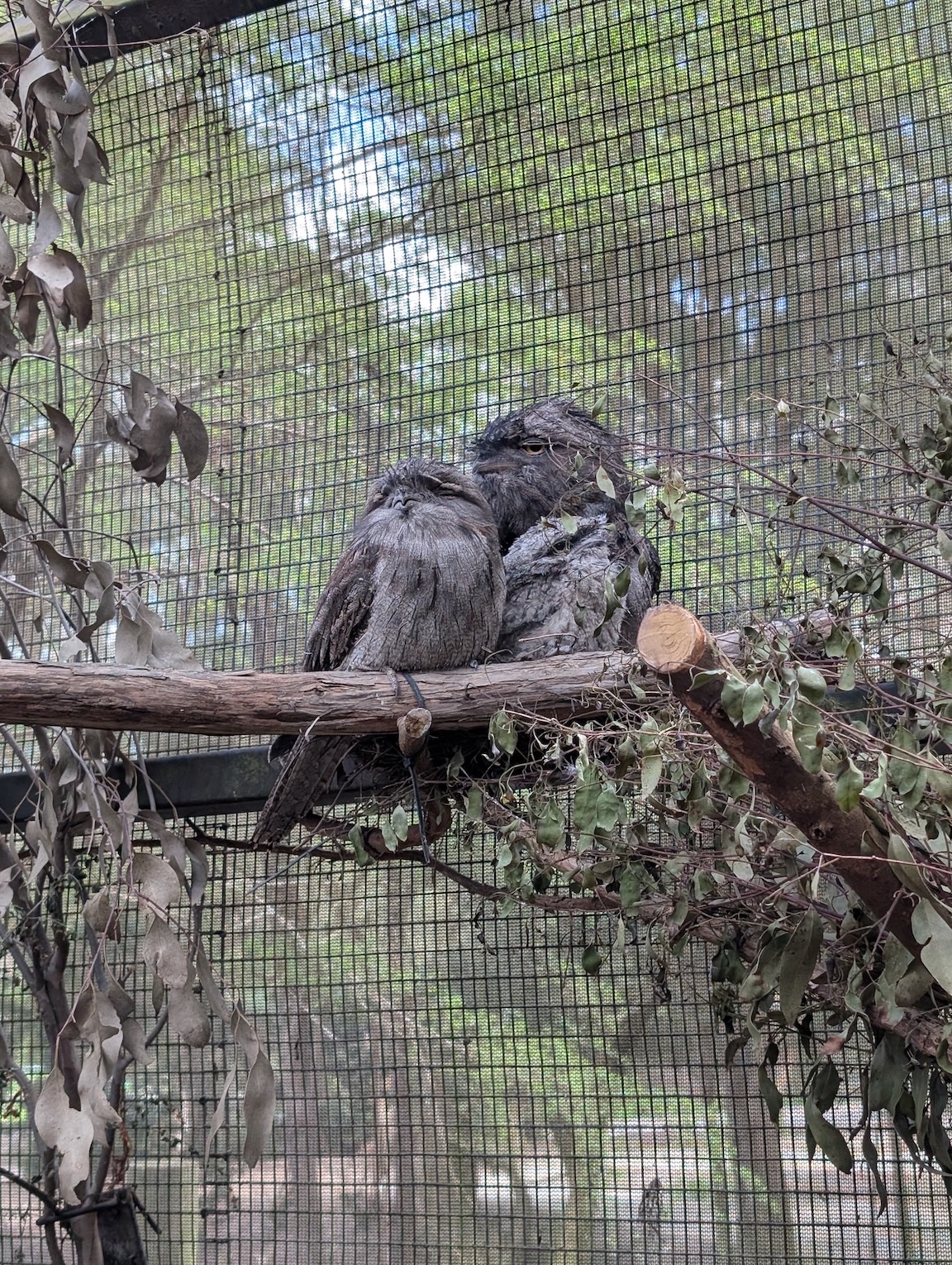 Tawny Frogmouth family