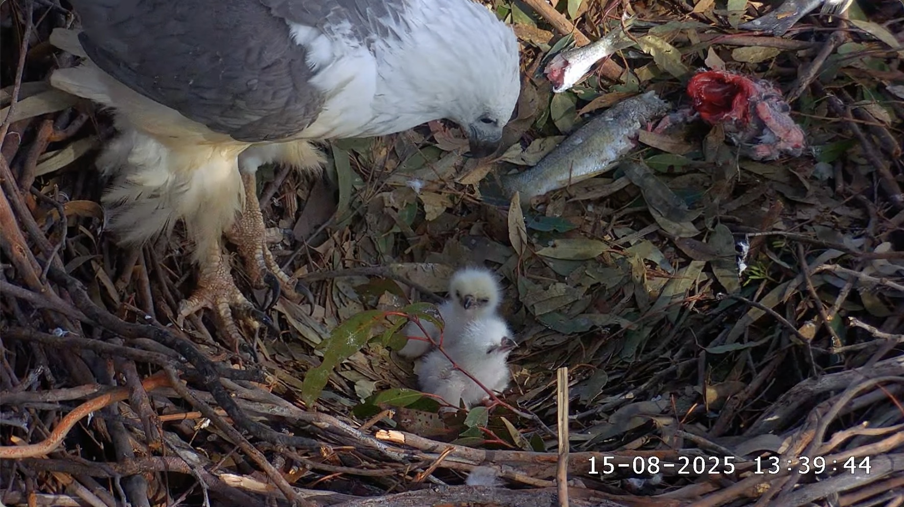 Sea Eagle chicks and parent