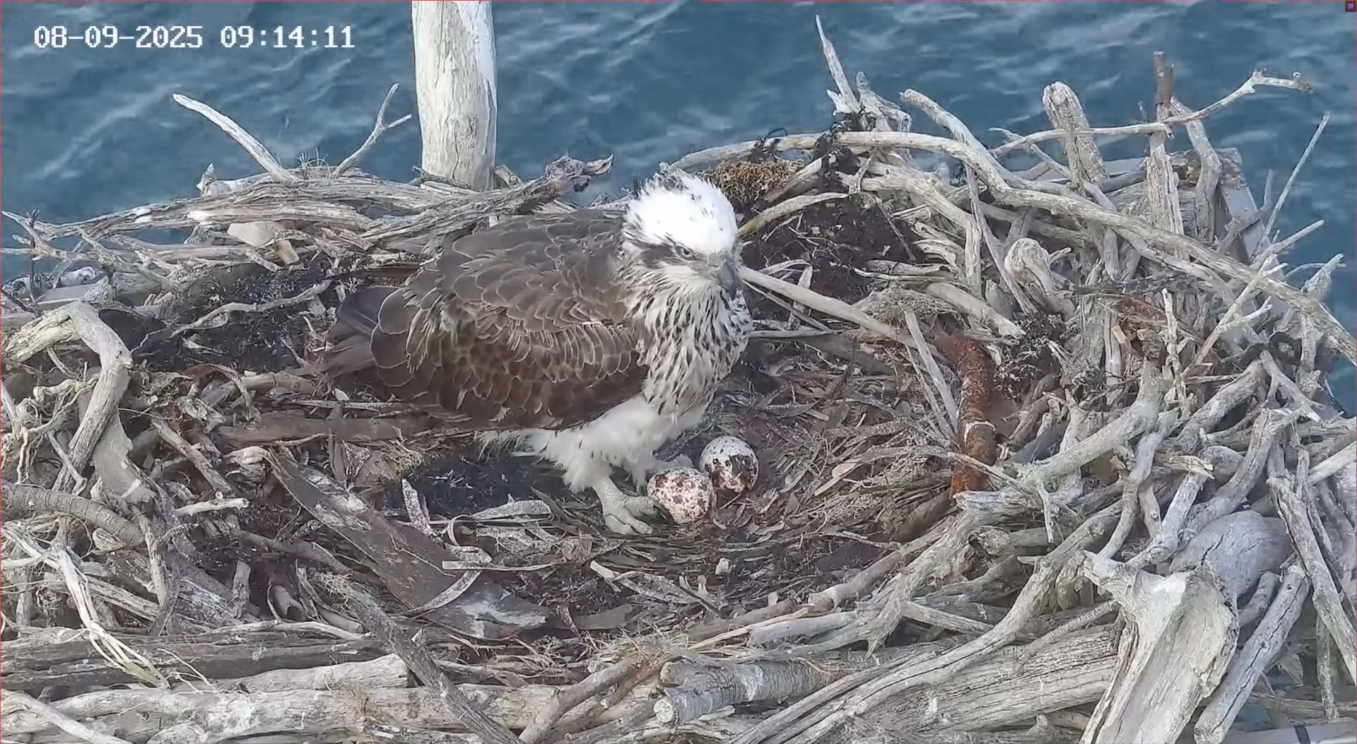 Osprey with 2 eggs