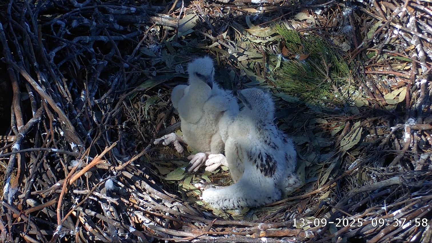 Sea Eagle chicks in nest