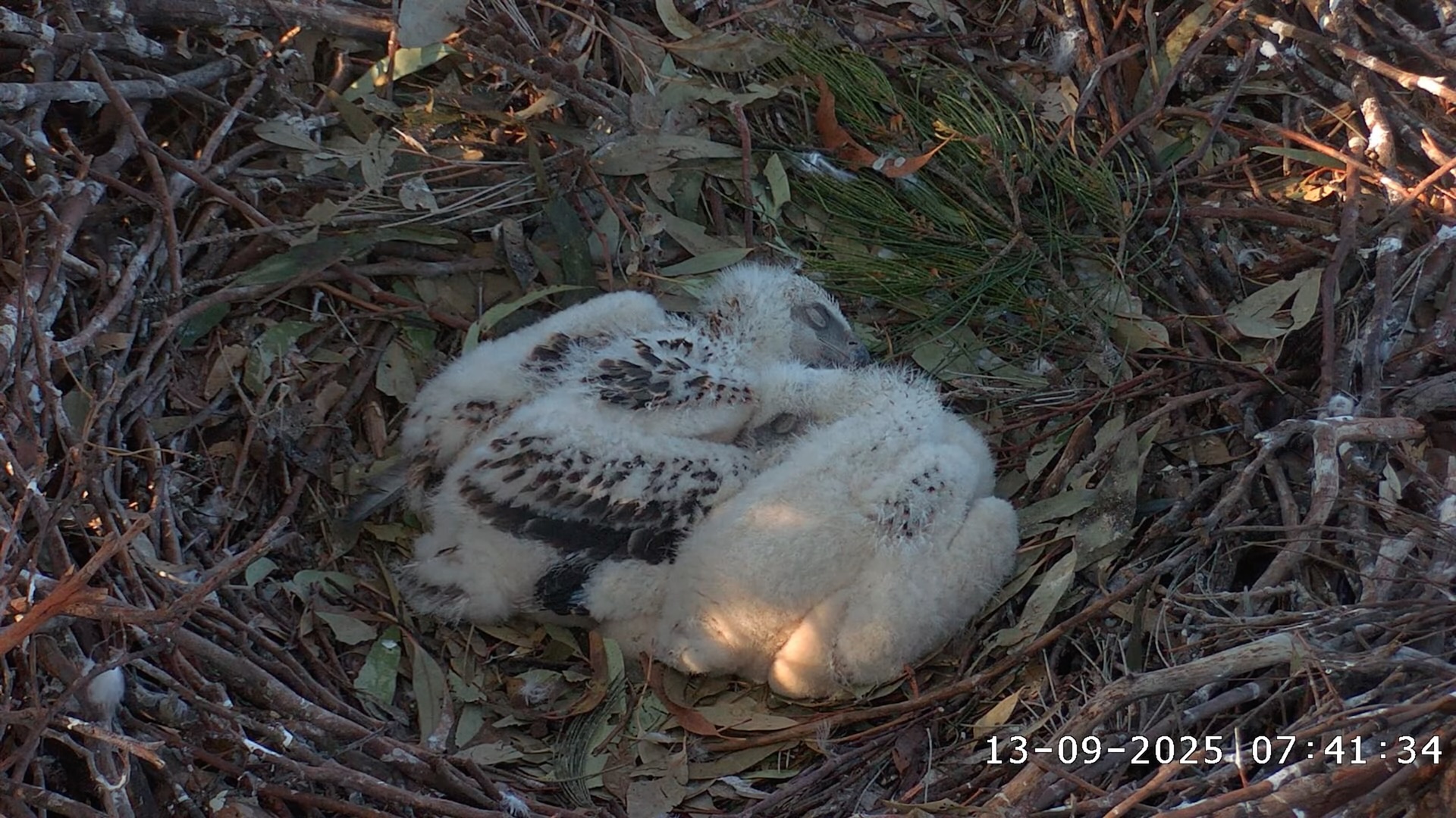 Sea Eagle chicks sleeping