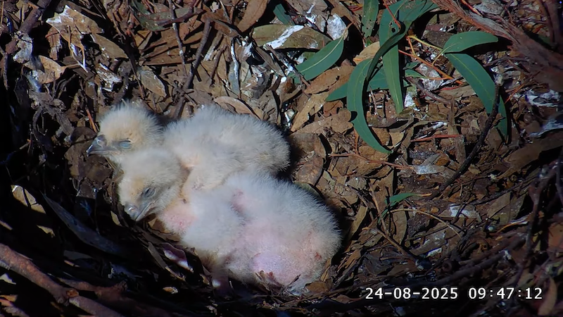Sea Eagle chicks in nest