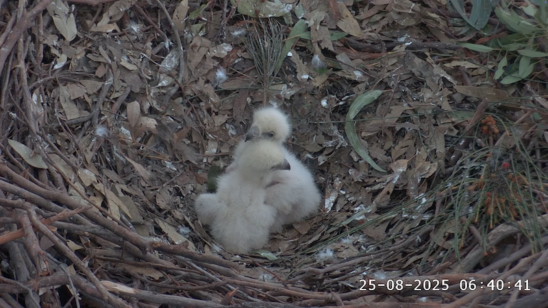 Sea Eagle chicks in nest