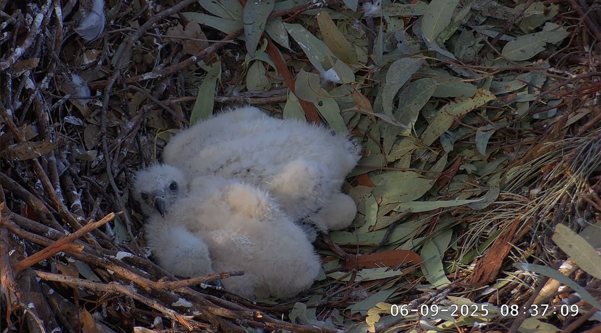 Sea Eagle chicks in nest