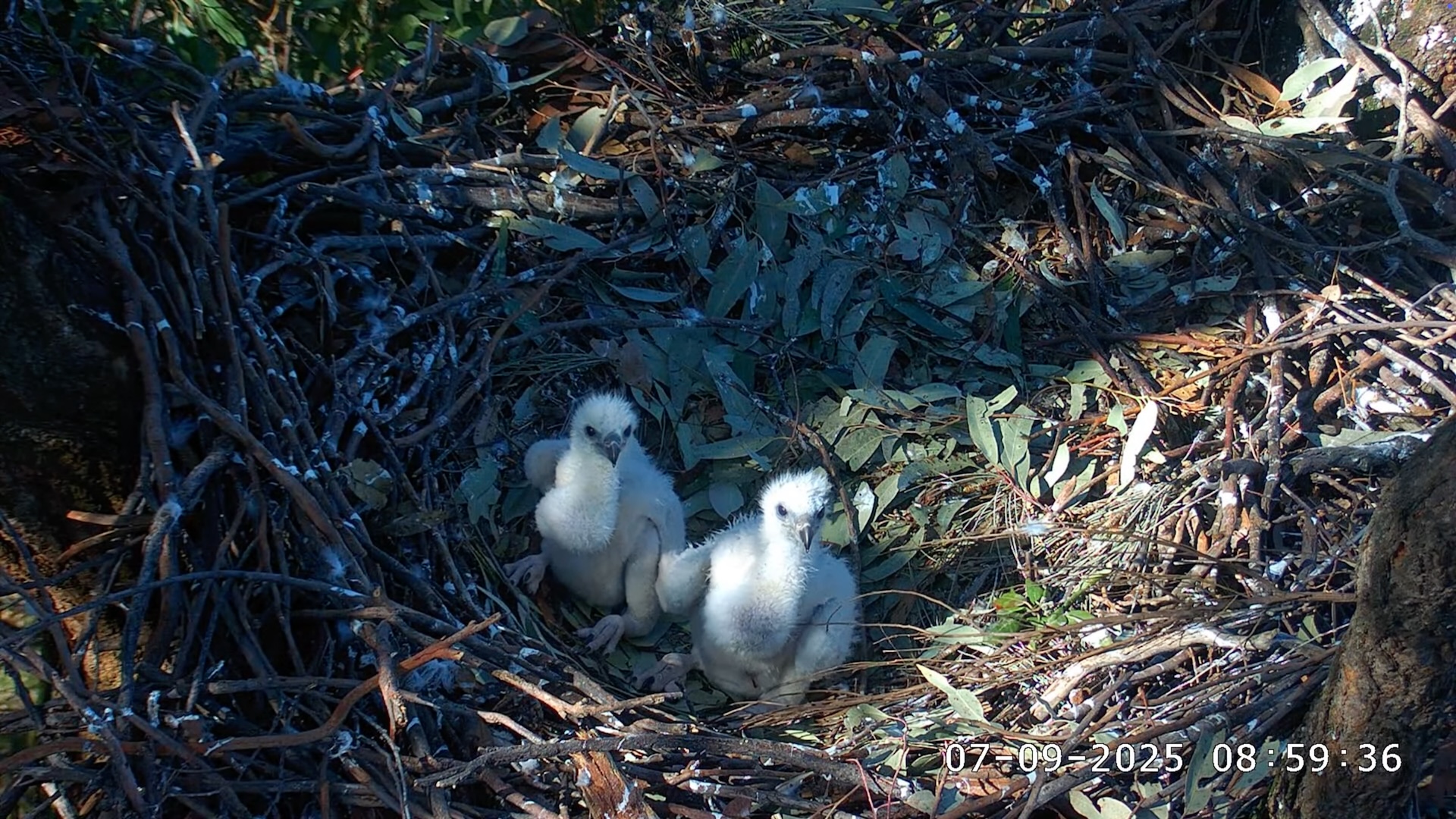 Sea Eagle chicks sitting up