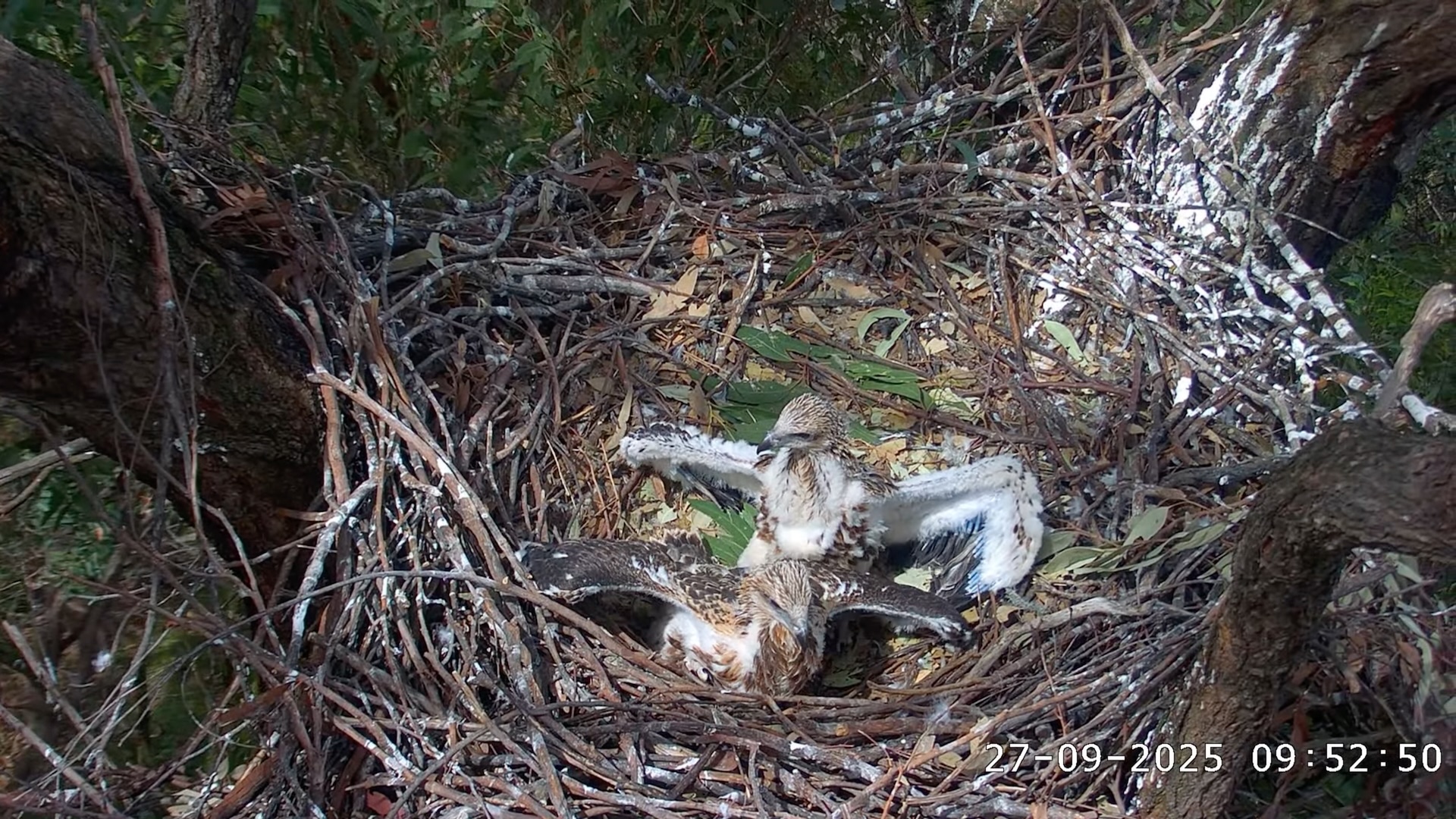 Sea Eagle chicks spreading their wings