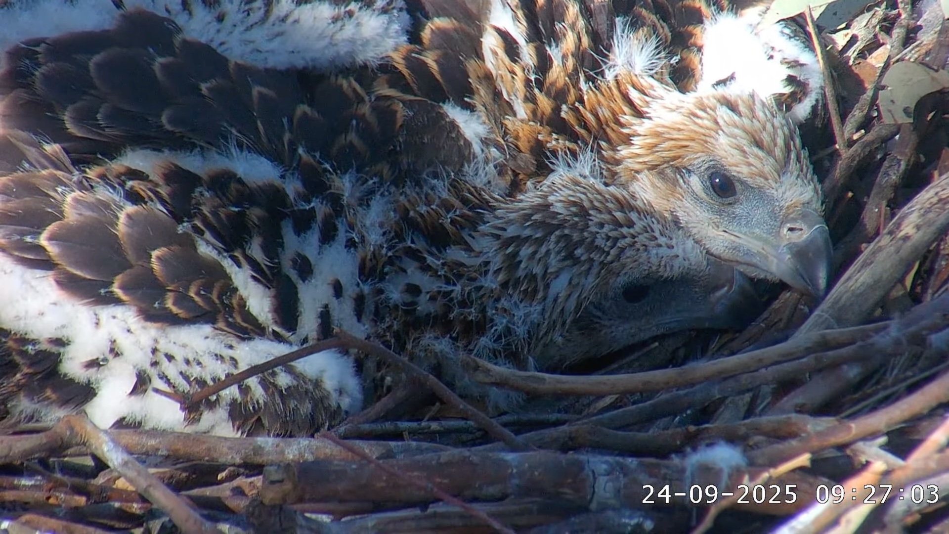 Sea Eagle chicks lying in the nest