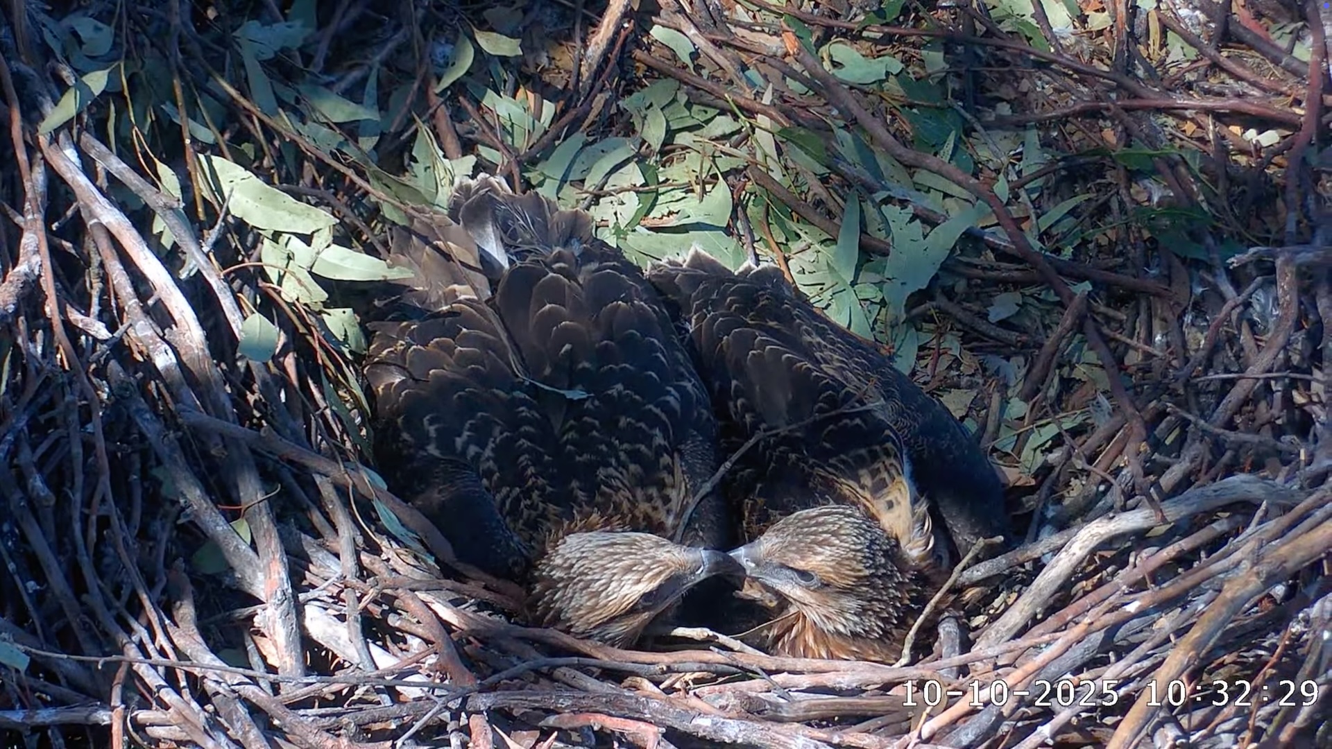 Sea Eagle chicks looking at each other