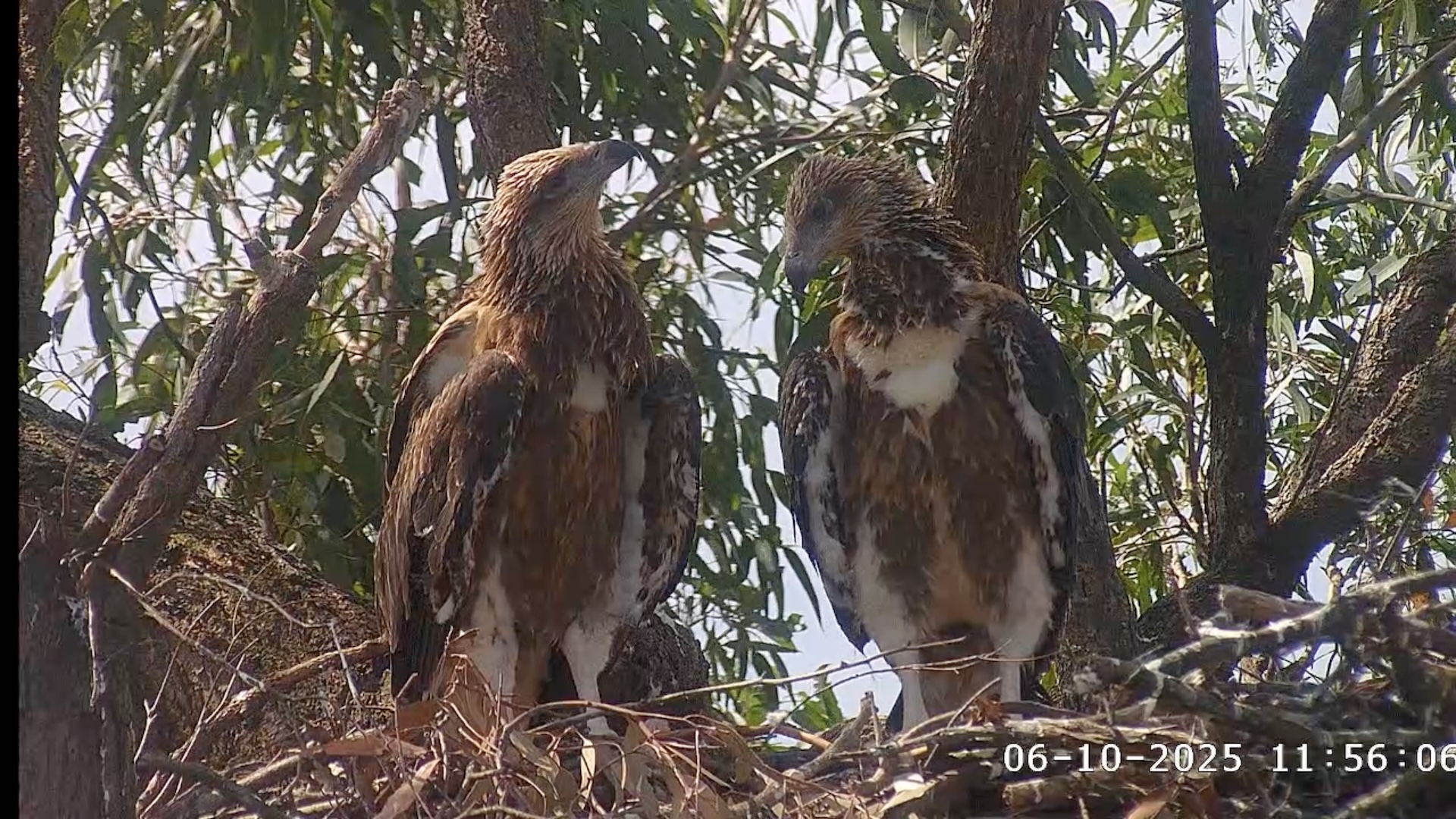 Sea Eagle chicks standing in nest
