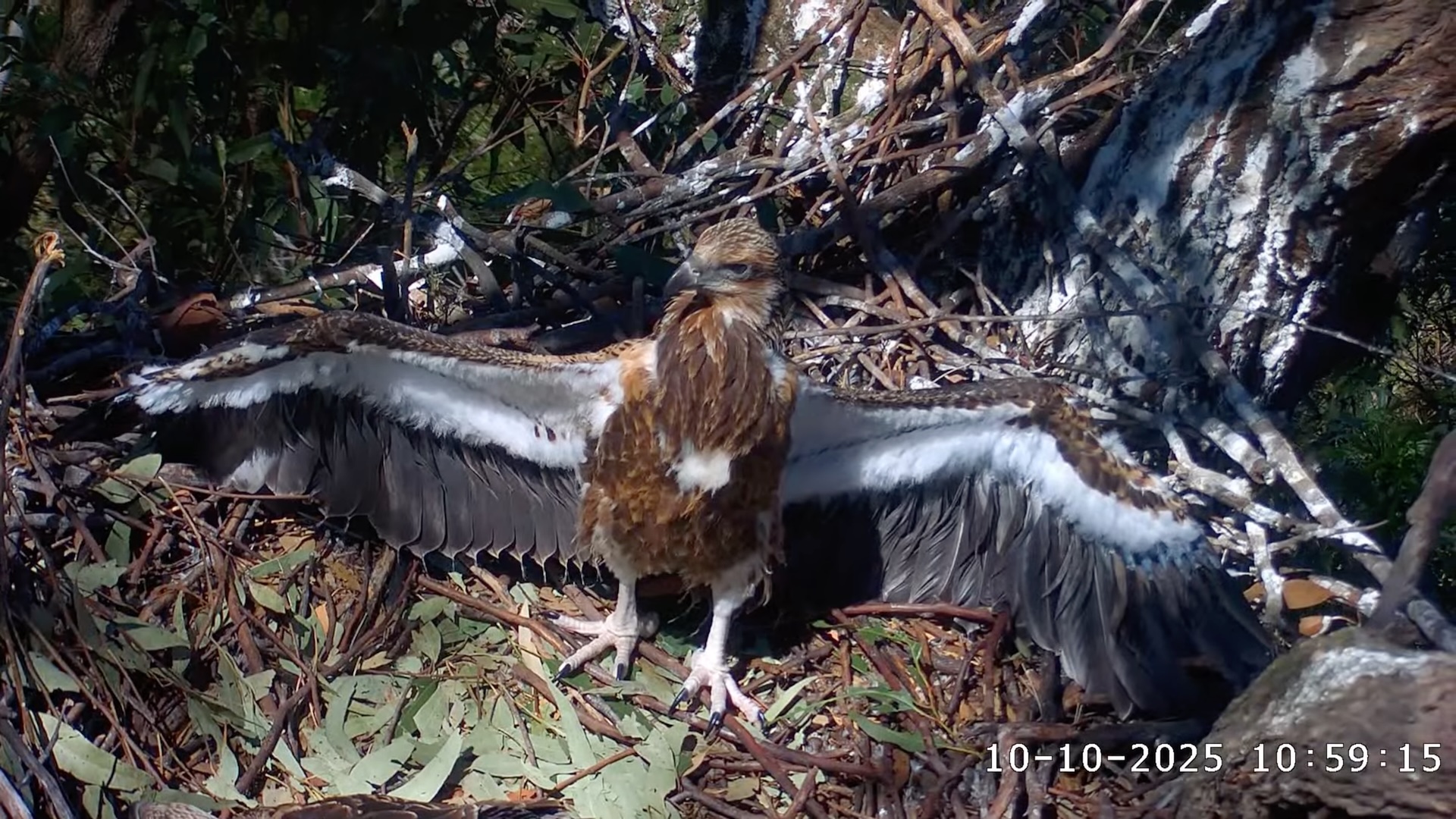 Sea Eagle chick showing off its wings